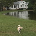 Even Morgan our dog was cool!