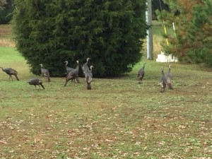 Wild Turkeys visit the Cottage