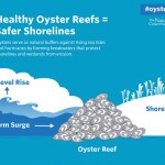 Oystershoreline