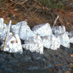 pic_OysterPyramids