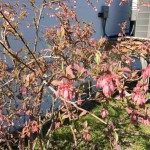 These blossoms range from dark pink to burgundy.